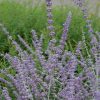 Russian Sage #5 - Image 2